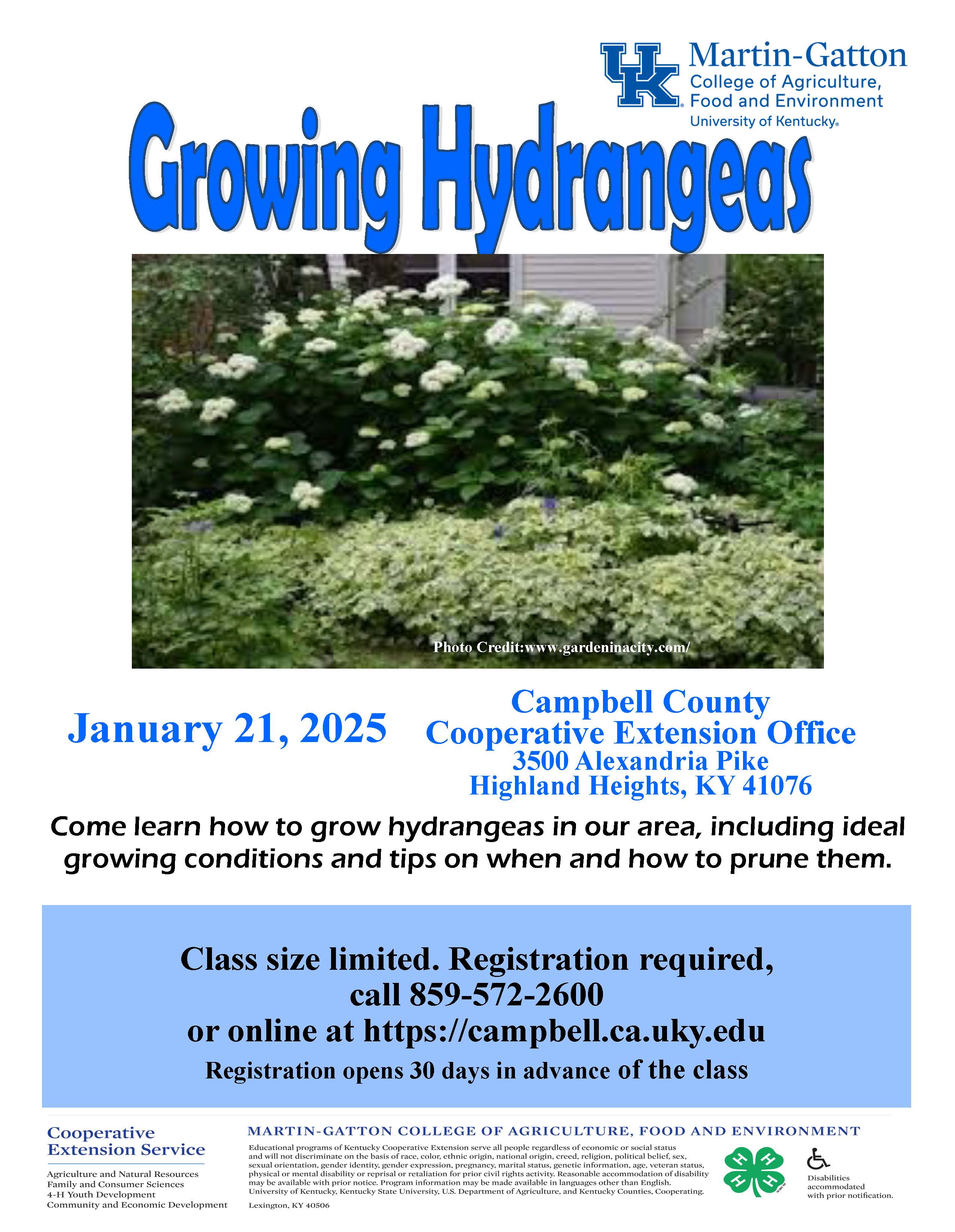 Growing Hydrangeas