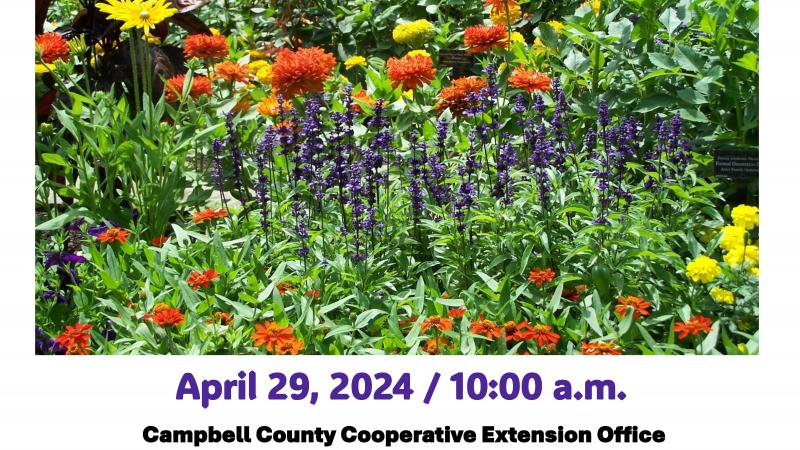 Annual Flowers for the Landscape 4-29-24